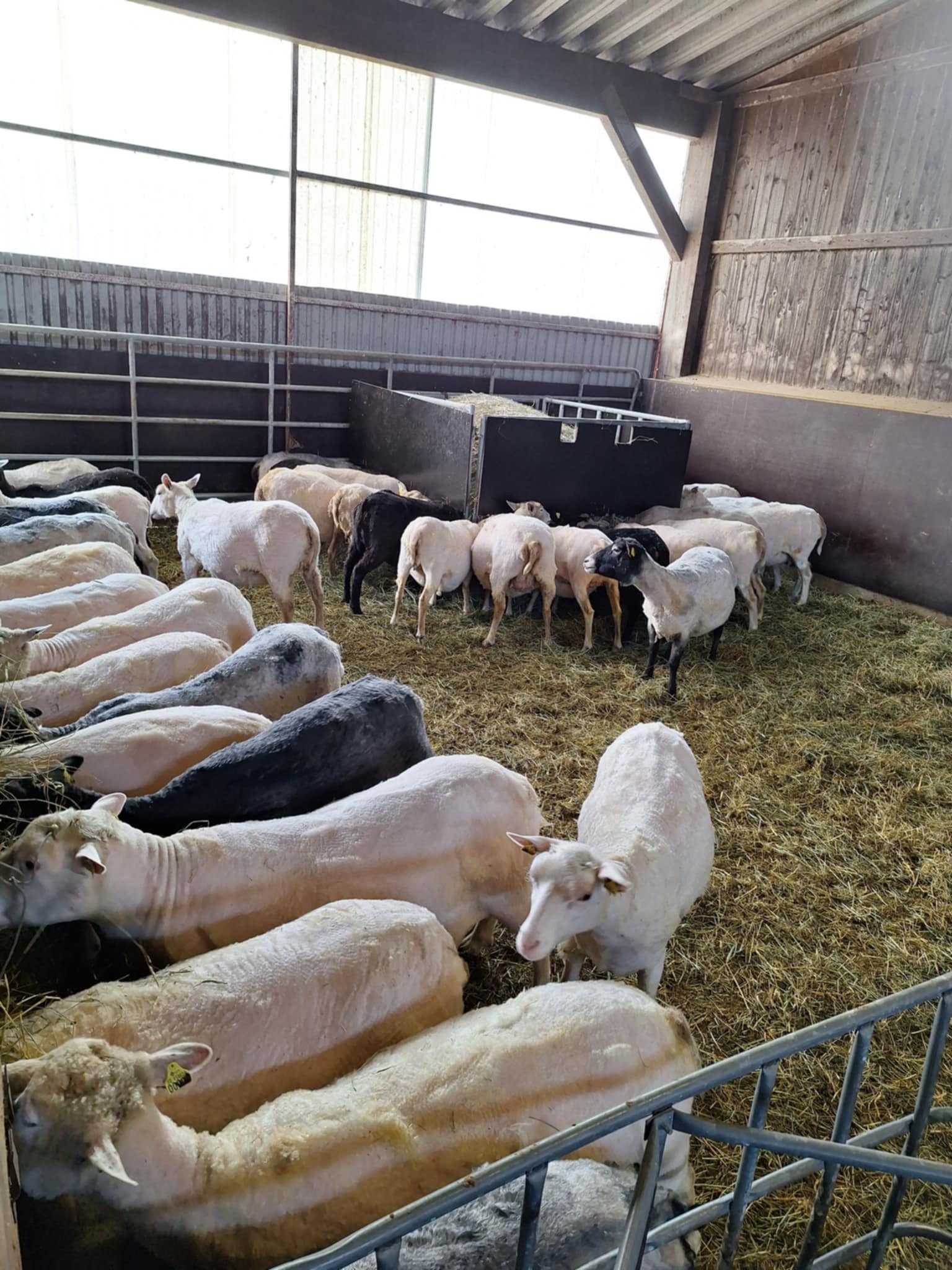 Får med fritt val av vila och foder i lösdriftsstall